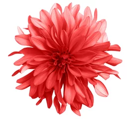 Gartenposter rote Blume auf weißem Hintergrund mit Beschneidungspfad isoliert. Nahaufnahme. große zottige Blume. Dahlie. © nadezhda F