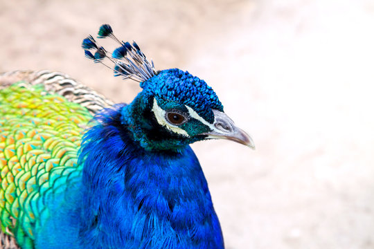 Beautiful Young Animal Bird Peacock