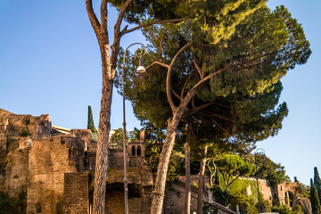 Fototapeta premium ruins and trees in rome