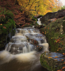 Forest Brook Trout in Autumn
