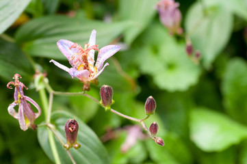 タイワンホトトギス