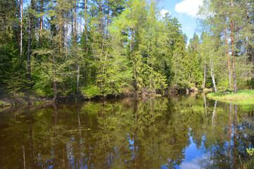 Obraz premium The quiet river in the woods