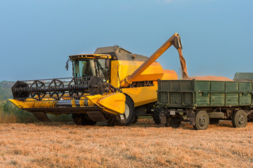 A yellow modern combine harvester at work, pours grain into a trailer.