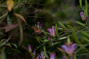 タイワンホトトギス