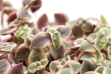 Crassula marginalis fleshy leaves