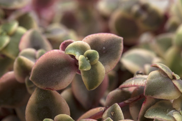 Crassula marginalis fleshy leaves