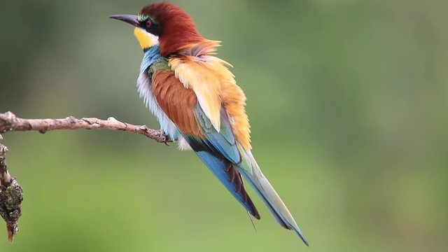 bright colorful bird sits on a dry branch