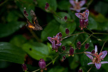 タイワンホトトギス