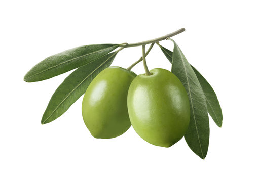 Green greek olives on branch isolated on white