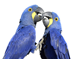 Two Hyacinth macaws (Anodorhynchus hyacinthinus) kissing isolated on white background