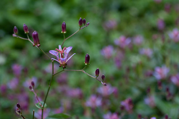 タイワンホトトギス