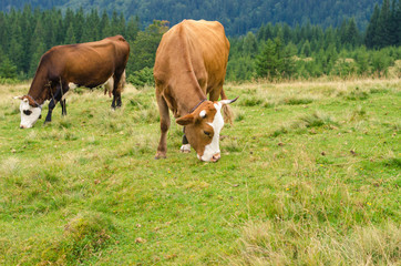 Fototapeta na wymiar Cows standing on green field with mountains and eating grass. Carpathians background.
