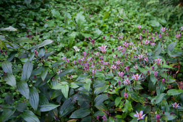 タイワンホトトギス