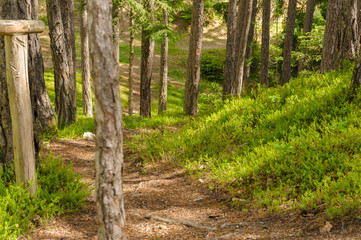 Obraz premium Bosco alpino