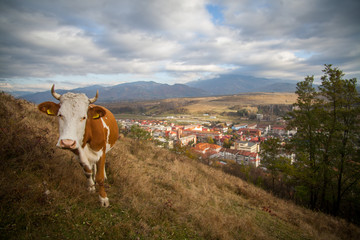 Cow grazing on hill