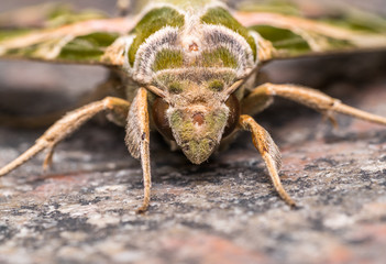 Oleander hawkmoth
