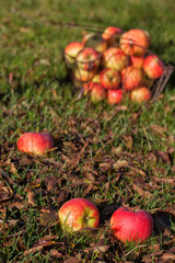 Einzelne Äpfel und weitere Äpfel in einem Korb aus Draht bei der Ernte auf einer Wiese