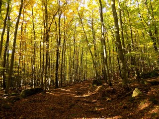 Obraz premium Road in deciduous forest during autumn in wild nature, colorful leaves on trees