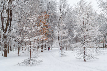 Snowfall in the city