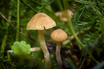 A Forest Scene Of Mushrooms and grass. fairy wallpaper
