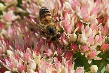 bee on Hylotelephium spectabile