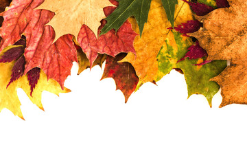 Naklejka na ściany i meble Autumn Leaves Isolated On White./Autumn Leaves Isolated On White