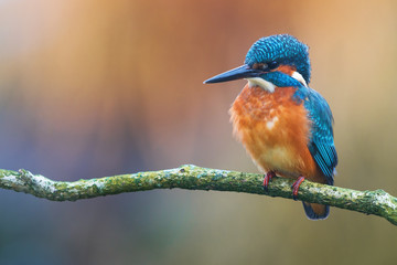 Obraz premium Eisvogel