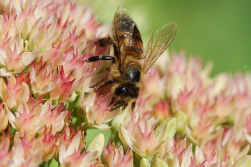 bee on Hylotelephium spectabile