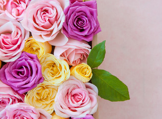 Fototapeta premium Bunte Rosen als Hintergrund