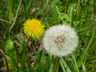 yellow and white daldelion with seeds