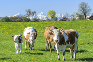 Fototapeta na wymiar Fleckvieh auf einer Weide im frühlingshaften Alpenvorland