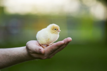 the little chick