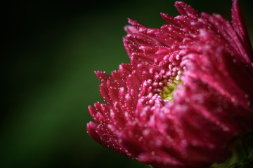 Pink flower with dew drops. macro flower. beautiful abstract background