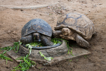 Elongated Tortoise - Indotestudo elongata in the zoo at Thailand