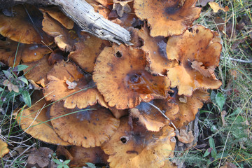 champignons de matte