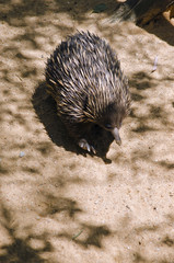 echidna