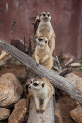 meercat on stone in the zoo at Thailand