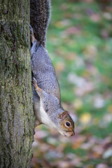 Little Grey Squirrel