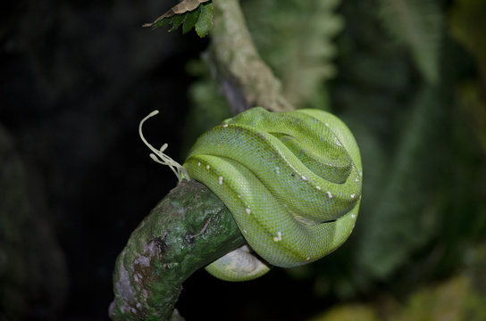 green tree python