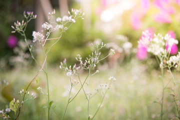 Spring or summer abstract nature background with grass in the me