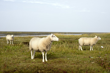 Obraz na płótnie Canvas Sheep on Danish Wadden Sea