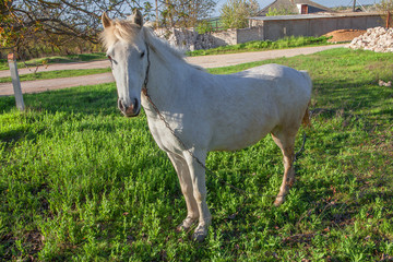 Obraz na płótnie Canvas domestic white horse