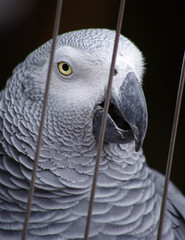 perroquet jaco - gris du gabon