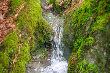 Ruscello nel bosco
