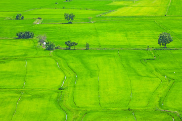 Naklejka premium Rice field green grass blue sky cloud cloudy landscape backgroun