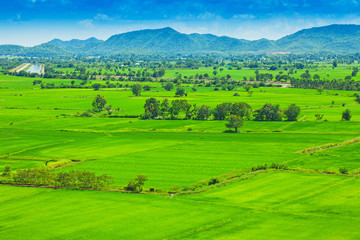 Rice field green grass blue sky cloud cloudy landscape backgroun