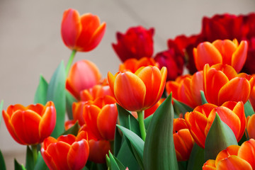colorful tulip  flower and leaf in nature