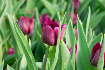 colorful tulip  flower and leaf in nature