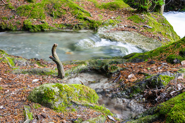 Ruscello nel bosco