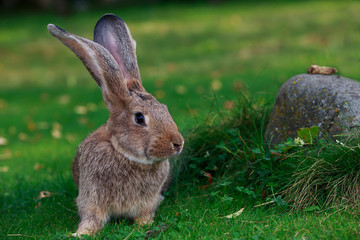 the gray rabbit